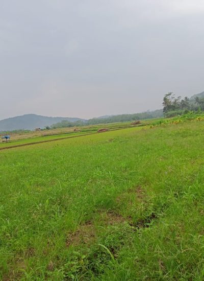 IMG-20250611-WA0061